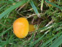 Golden Waxcap: Click to enlarge